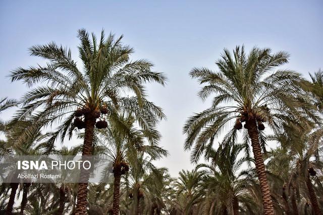 احیای 20 هزار اصله نخل در شادگان