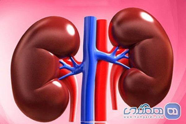 رژیم غذایی کم کربوهیدرات به کلیه ها آسیب نمی رساند
