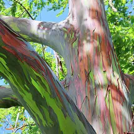 درختی که روی تنه اش صدها رنگ دیده می شود: اکالیپتوس رنگین کمان